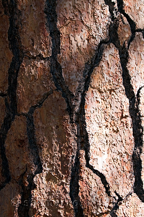 Close up van de stam van een denneboom in Mariposa Grove