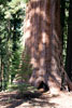 Een kleine denneboom naast een Giant Sequoia