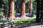 Giant Sequioa's voor het museum bij Mariposa Grove in Yosemite
