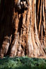 Closeup van de stam van een Giant Sequoia