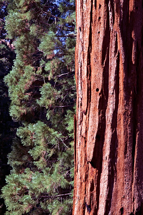 De rode stam van een Giant Sequoia in Yosemite