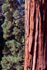 De rode stam van een Giant Sequoia in Yosemite