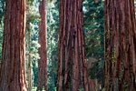 Het bos van Giant Seuoia's in Mariposa Grove