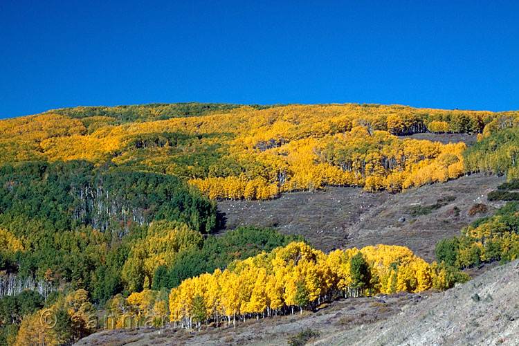 Aspen in herfstkleuren in Dixie National Forest langs highway 12