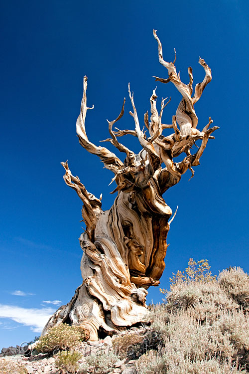 De kleuren en vormen van een Bristlecone Pine