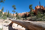 Een omgevallen boom langs de Navajo Loop in Bryce Canyon