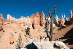 Hoodoo's langs Peekaboo Loop in Bryce Canyon