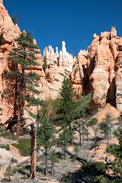 Uitzicht vanaf Peekaboo Loop Trail in Bryce Canyon