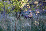 Een muildierhert in het bos van Calf Creek valley