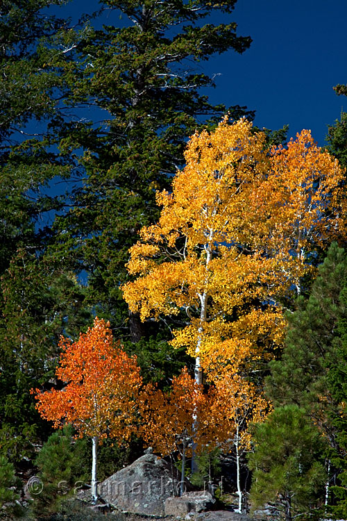 Aspen in herfstkleuren in Dixie National Forest langs highway 12 in Utah