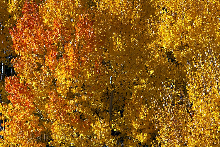 Aspen in herfstkleuren in Dixie National Forest in Utah in Amerika