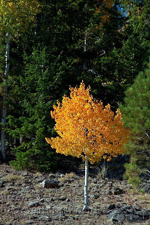 Aspen in herfstkleuren in Dixie National Forest in Amerika