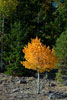 Aspen in herfstkleuren in Dixie National Forest in Amerika