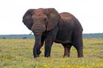 De Afrikaanse olifant in Addo Elephant National Park in Zuid-Afrika