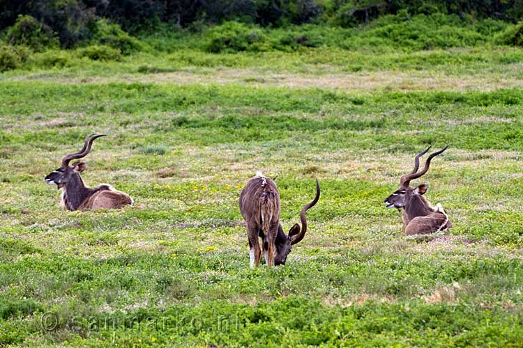 De grote Koedoe in Addo Elephant National Park in Zuid-Afrika