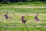 De grote Koedoe in Addo Elephant National Park in Zuid-Afrika