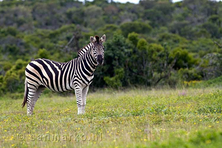 Een schuwe Burchell's zebra in Zuid-Afrika