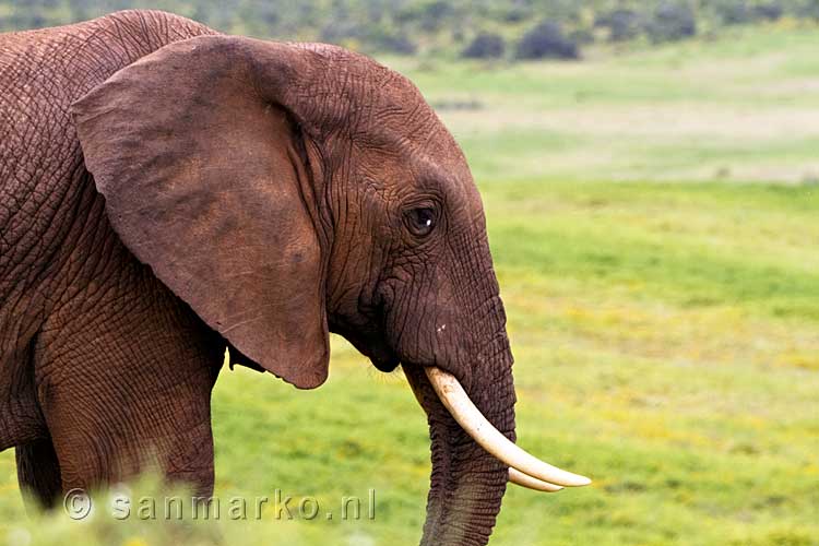 Een mooie Afrikaanse olifant in Addo Elephant National Park