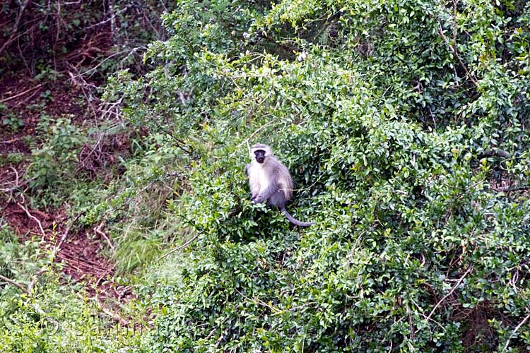 Een Vervet of blauwaap in de boom langs de weg door Addo Elephant Park in Zuid-Afrika