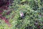 Een Vervet of blauwaap in de boom langs de weg door Addo Elephant Park in Zuid-Afrika