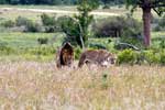Twee leeuwen wandelen door Addo Elephant National Park