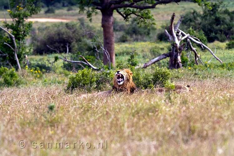 Een geeuwende mannetjes leeuw in Zuid-Afrika