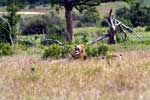 Een geeuwende mannetjes leeuw in Zuid-Afrika