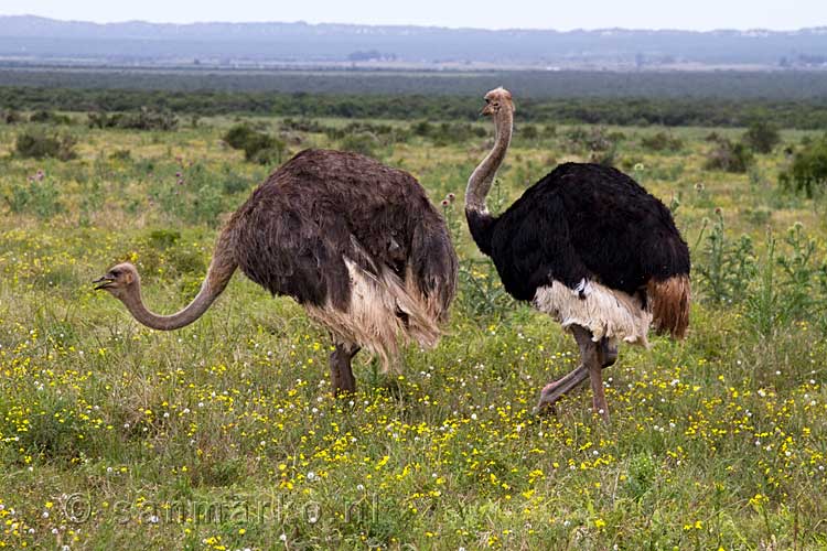 De Zuid-Afrikaanse Struisvogel in Addo Elephant National Park