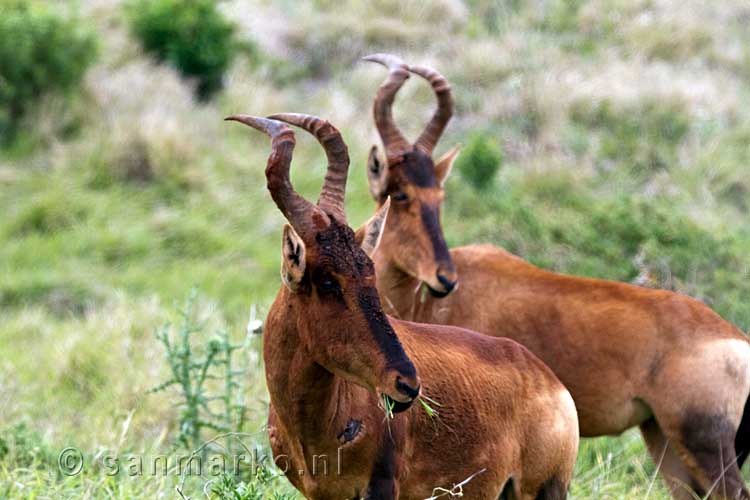 Twee hartenbeesten in Addo Elephant National Park in Zuid-Afrika