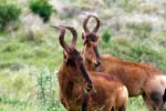 Twee hartenbeesten in Addo Elephant National Park in Zuid-Afrika