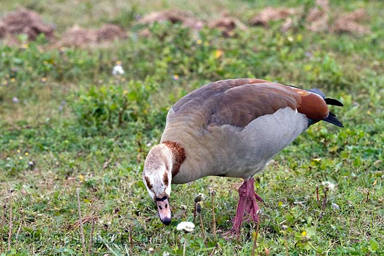 Een Nijlgans grazend in het gras in Addo Elephant Park