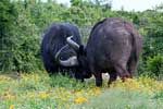 Twee Kafferbuffels of Kaapse buffels vlakbij de Gate van Addo Elephant National Park
