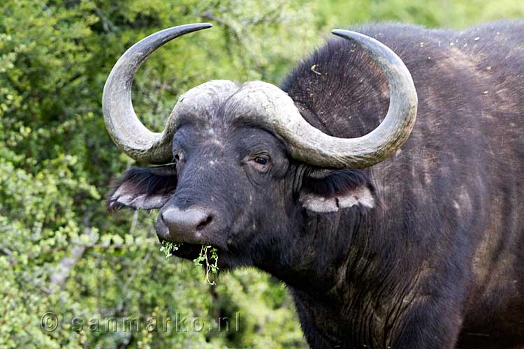 Een Kafferbuffel of Kaapse buffel van dichtbij in Zuid-Afrika