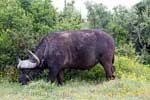De Kafferbuffel of Kaapse buffel is een van de Big Five van Zuid-Afrika