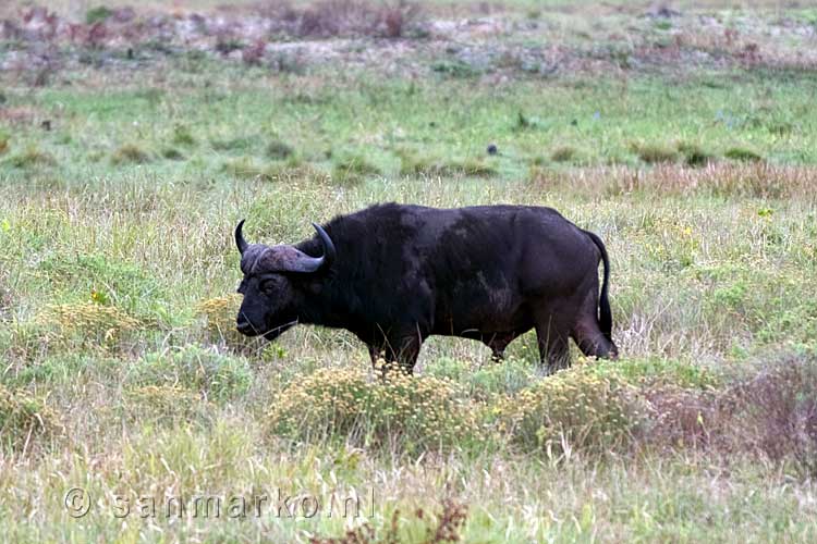 Een grazende buffel in iSimangaliso Wetland Park bij Saint Lucia in Zuid-Afrika