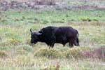 Een grazende buffel in iSimangaliso Wetland Park bij Saint Lucia in Zuid-Afrika