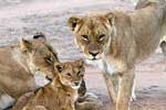 Twee leeuwen met twee welpen in Kruger National Park