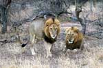 Twee mannetjes leeuwen in Kurger National Park in Zuid-Afrika