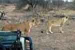 De leeuw is een van de dieren van de Big-Five in Zuid-Afrika