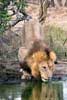 Een mannetjes leeuw drinkt water in Kruger National Park in Zuid-Afrika