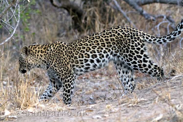 De luipaard gaat op pad in Kruger National Park in Zuid-Afrika
