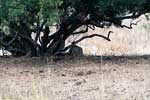 Een luipaard onder een boom in Kruger National Park