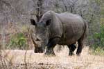 Een grote witte neushoon bij Berg-en-Dal in Kruger National Park