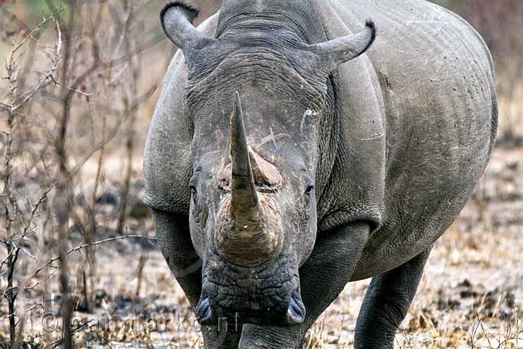 De witte neushoorn loopt recht op ons af in Zuid-Afrika