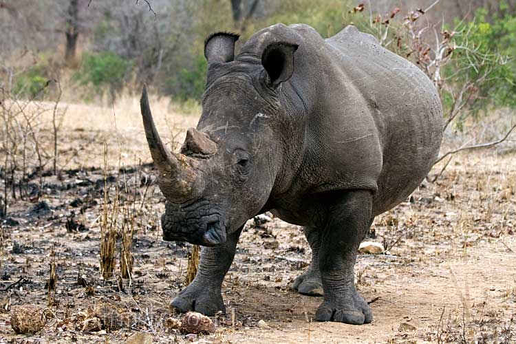 Een bijzonder dier van de Big Five, de witte neushoorn