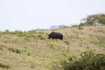 Een witte neushoorn in iSimangaliso Wetland Park bij Saint Lucia in Zuid-Afrika