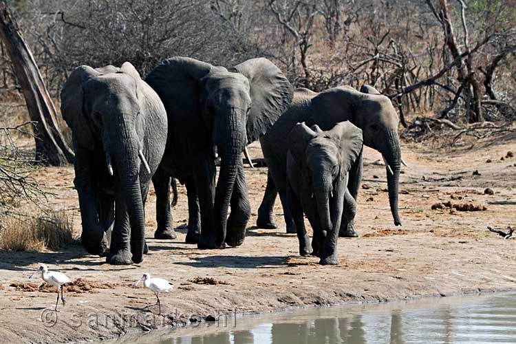 Een kudde olifanten op weg naar water bij Gomo Gomo Game Lodge in Zuid-Afrika