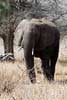 Het grootste dier van de Big Five, de afrikaanse olifant