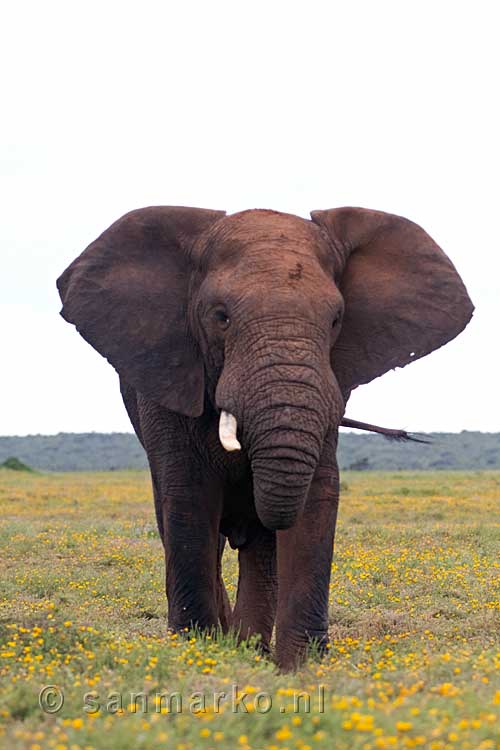 Een afrikaanse olifant in Addo Elephant National Park in Zuid-Afrika