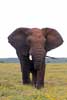 Een afrikaanse olifant in Addo Elephant National Park in Zuid-Afrika